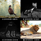 حار بيع كاميرا الحيوان الزناد السريع عدسة مزدوجة Full HD صور وفيديو CE FCC ROHS Hunting Trail Camera