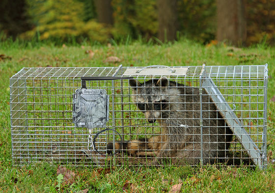 كاميرات الصيد اللاسلكية عالية الجودة