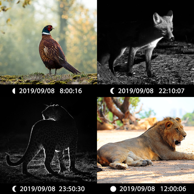 كاميرا خفية مزدوجة العدسة KW696 OEM/ODM 0.4s الزناد 1080P/30MP مقاوم للماء IP67 100ft النطاق الليلي لصيد الحيوانات البرية