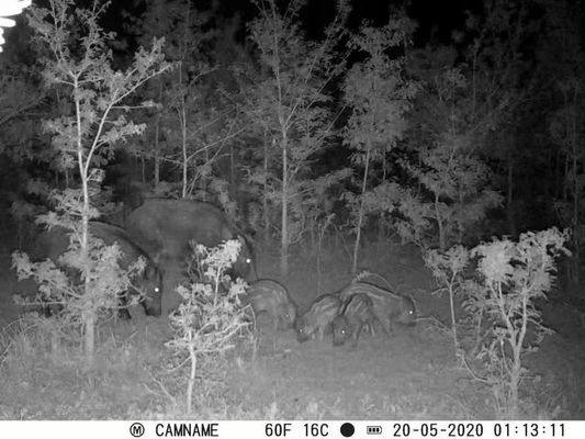 كاميرا صيد IP67 بدون توهج مع دعم عدسة دقيقة 450 مم وكاميرات صيد عالية الدقة بفاصل زمني من 1 ثانية إلى 60 دقيقة