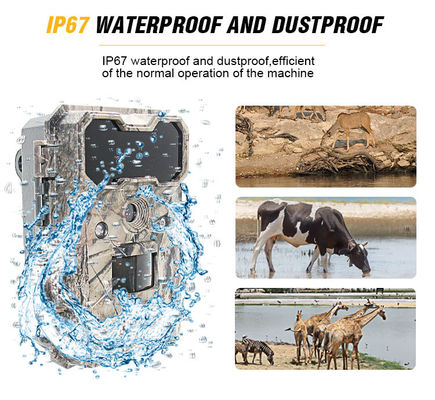 كاميرا للحياة البرية