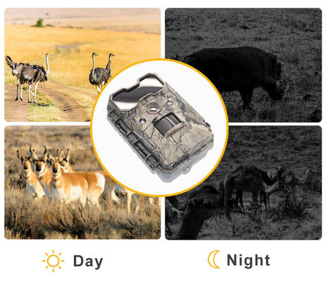 كاميرا للحياة البرية